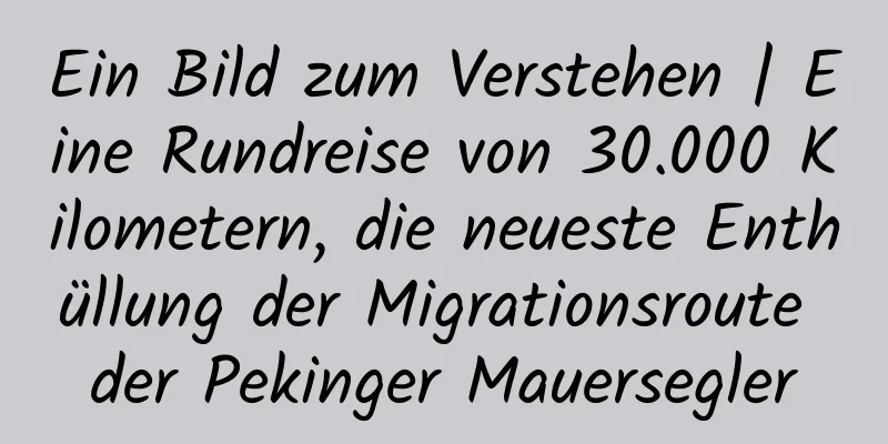 Ein Bild zum Verstehen | Eine Rundreise von 30.000 Kilometern, die neueste Enthüllung der Migrationsroute der Pekinger Mauersegler